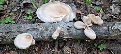 Kopsservik Pleurotus pulmonarius