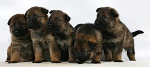 English: Sable Puppies
