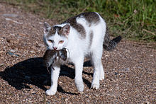 Chat domestique tigré et blanc avec un rongeur dans la bouche.