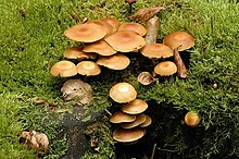 About two dozen brownish-orange mushrooms clustered together and growing on a piece of wood that is itself covered with green moss. In the center of each of the mushroom caps is a distinct circular region that is a slightly different color (both darker and lighter) that the rest of the cap.