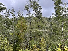 Forest by the lake