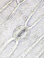 immagine al microscopio ottico di uno stoma con cellule di guardia reniformi (tipo Amaryllis)