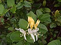 Lonicera japonica