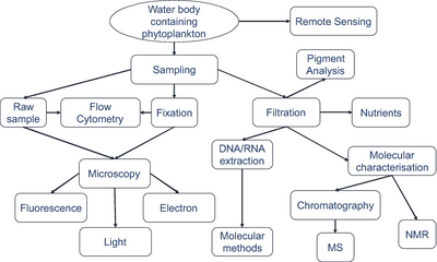 Methods used to study phytoplankton
Three different possibilities to process the sample are using raw samples, fixation or preservation, and filtration. For microscopy and flow cytometry raw samples either are measured immediately or have to be fixed for later measurements. Since molecular methods, pigment analysis and detection of molecular tracers usually require concentrated cells, filter residues serve for phytoplankton measurements. Molecular characterization and quantification of trace molecules is performed using chromatography, mass spectrometry, and nuclear magnetic resonance spectroscopy. Methods used for phytoplankton studies.png