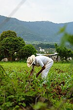 Miniatura para Agricultura en México