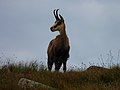 Chamois