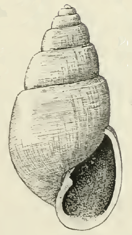 Odostomia grippiana