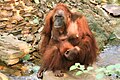 Orang-Utan