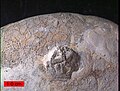 Øvre ordovicium edrioasteroidar, Cystaster stellatus, stein frå Kope-formasjonen nord i Kentucky. Edrioasteroidane er om lag 1,5 cm i diameter. I bakgrunnen er eit rundmunna mosdyr, corynotrypa.