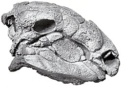 パノプロサウルス