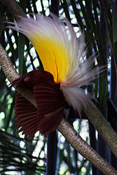 Paradisaea apoda, native to Papua, displaying its feathers Paradisaea apoda -Bali Bird Park-7.jpg