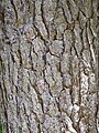 Bark of mature Pinus glabra
