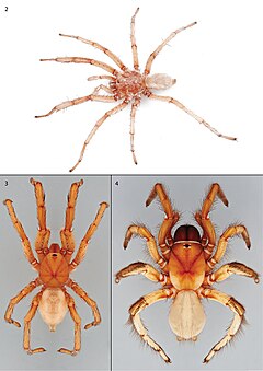 Description de l'image Pionothele gobabeb (10.3897-zookeys.851.31802) Figures 2–4.jpg.