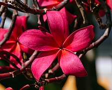 Flor de Plumeria rubra o frangipani vermell a Jamshedpur