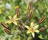 Triteleia ixioides subsp. analina, flowers, showing blue anthers, fused tube, and brown-striped, yellow flowers and buds