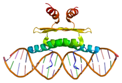 Белок MEF2D PDB 1c7u.png