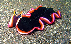 Marine flatworm Pseudobiceros gloriosus. Lembe...