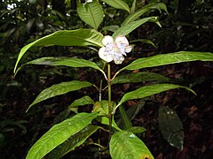 Description de l'image Psychotria urbaniana.JPG.