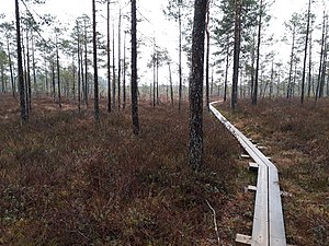 Myrnatur i Punassuo i Tykö nationalpark.