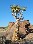 Aloidendron dichotoma (parc national des Chutes d'Augrabies, Afrique du Sud).