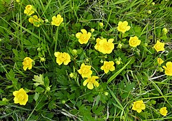 Rönsyleinikki (Ranunculus repens)