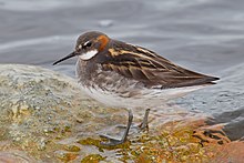 Красношейный Phalarope.jpg