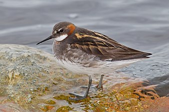 Breeding plumage