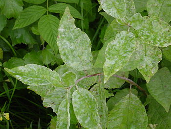 Plant-diseases - Salix