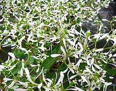 'Euphorbia hypericifolia.