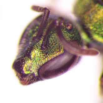 Rounded mandible tip on Augochlorella aurata