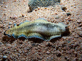 Тигровый солеихт (Soleichthys heterorhinos)