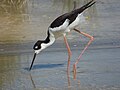 Aeʻo (Hawaiian Stilt) at Kanahā Pond.