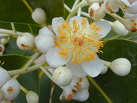 Blomme van Calophyllum inophyllum