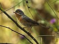 Western subalpine warbler