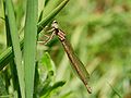 Sympecma fusca