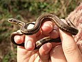 Nordwestliche Strumpfbandnatter (Thamnophis ordinoides)