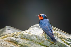 Taitinė šelmeninė kregždė (Hirundo tahitica)