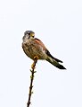 The common kestrel (Falco tinnunculus)
