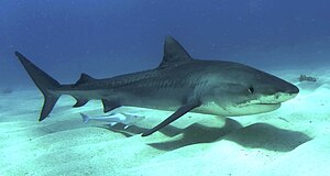 బహమాస్ దీవుల వద్ద ఒక సొర చేప (Tiger Shark)