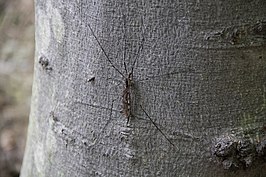 Tipula (Nippotipula) abdominalis
