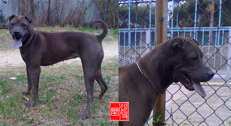 http://upload.wikimedia.org/wikipedia/commons/thumb/5/5c/Traditional_shar_pei.jpg/800px-Traditional_shar_pei.jpg