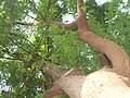 Tree from below