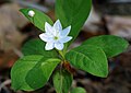 T.europaea (sin. Lysimachia europaea) in Italia è limitata alla Lombardia e al Trentino, tra 800 e 2000 m