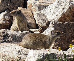 Description de l'image Uinta Ground Squirrels.jpg.