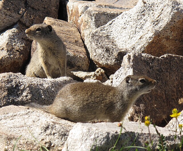 Description de l'image Uinta Ground Squirrels.jpg.