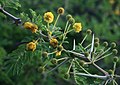 Vachellia nilotica subsp. kraussiana