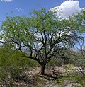 Miniatura para Prosopis velutina