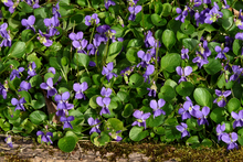 Tapis de violettes en bourgogne et ailleurs dans Bourgogne 220px-Violettes1040056