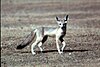 San Joaquin Kit Fox