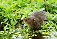 Water Vole on Boot Hill (5592665124) .jpg